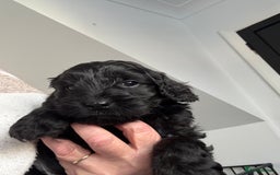 Cockapoo dogs for sale: 2 cockapoo girls - Image 2