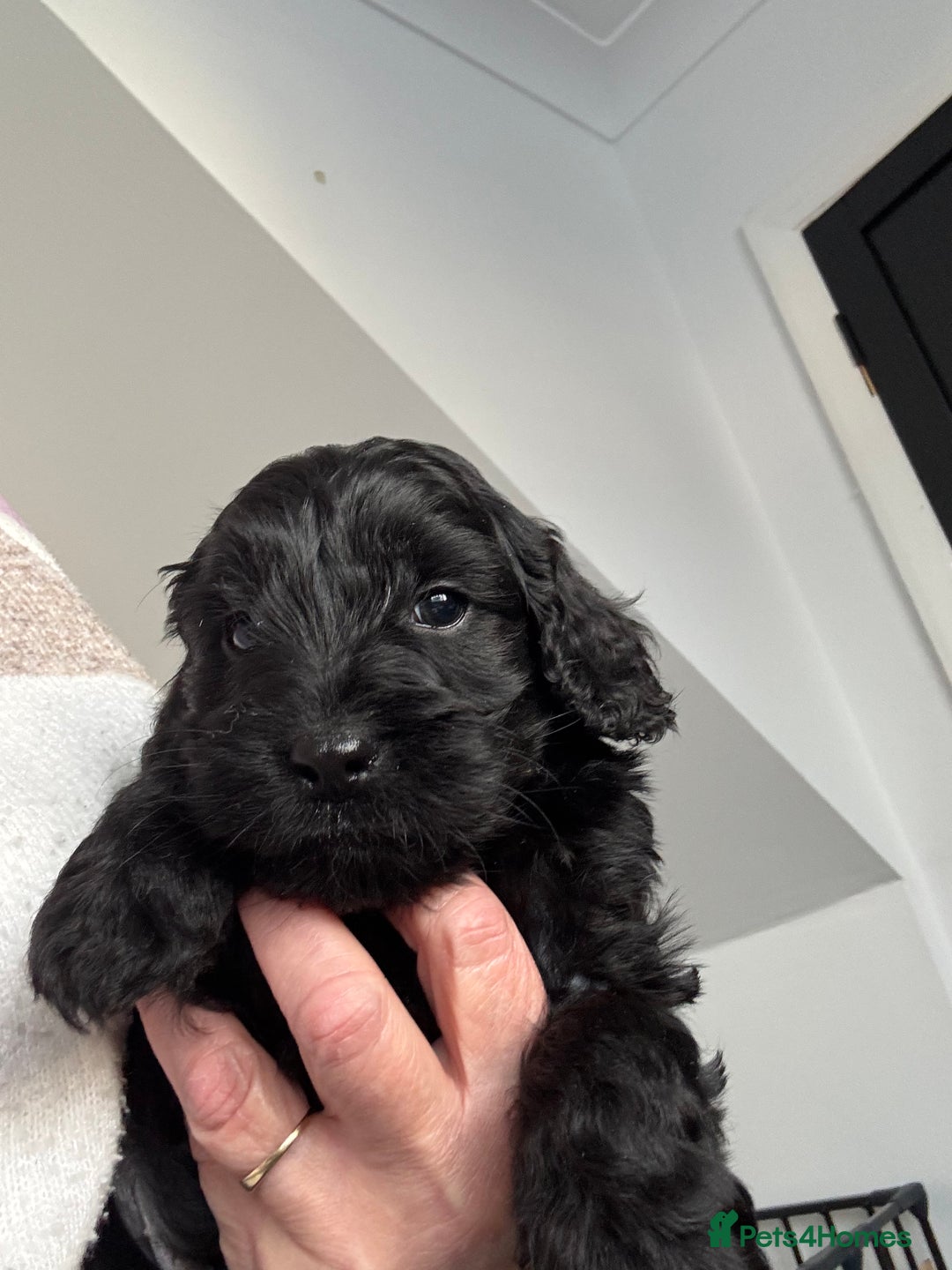 Cockapoo dogs for sale: 2 cockapoo girls - Image 2