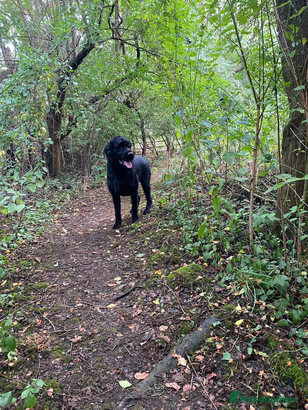 Mixed Breed dogs for sale: Eap and Merina-Vizslador pups - Advert 7