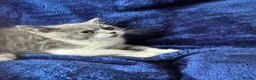 British Shorthair cats for sale: Stunning bsh kittens top pedigree gccf  - Advert 5