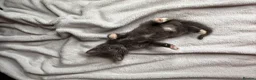 Russian Blue cats for sale: Russian blue x tabby cute kittens  - Advert 5