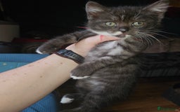 Mixed Breed cats for sale: Quarter persian fluffy kittens for sale - Image 24