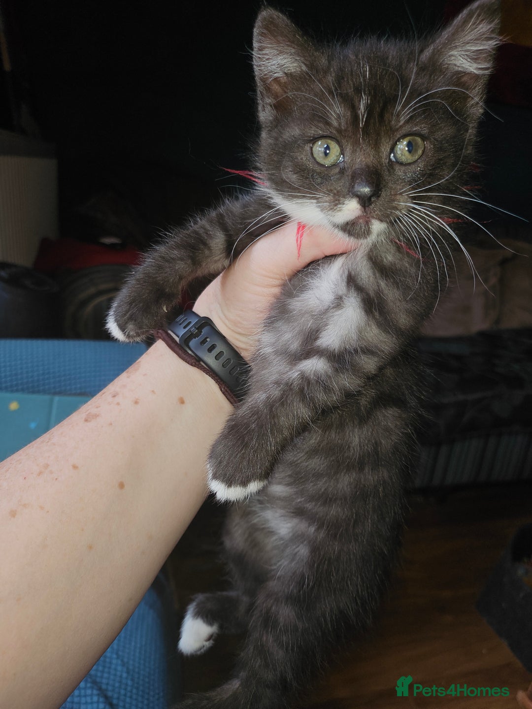 Mixed Breed cats for sale: Quarter persian fluffy kittens for sale - Image 24