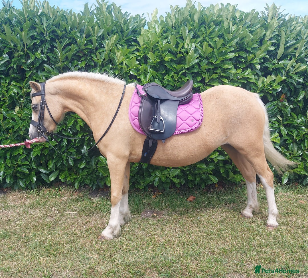 Welsh Section A horses for sale: Palomino welsh section A mare. 4yo - Image 5