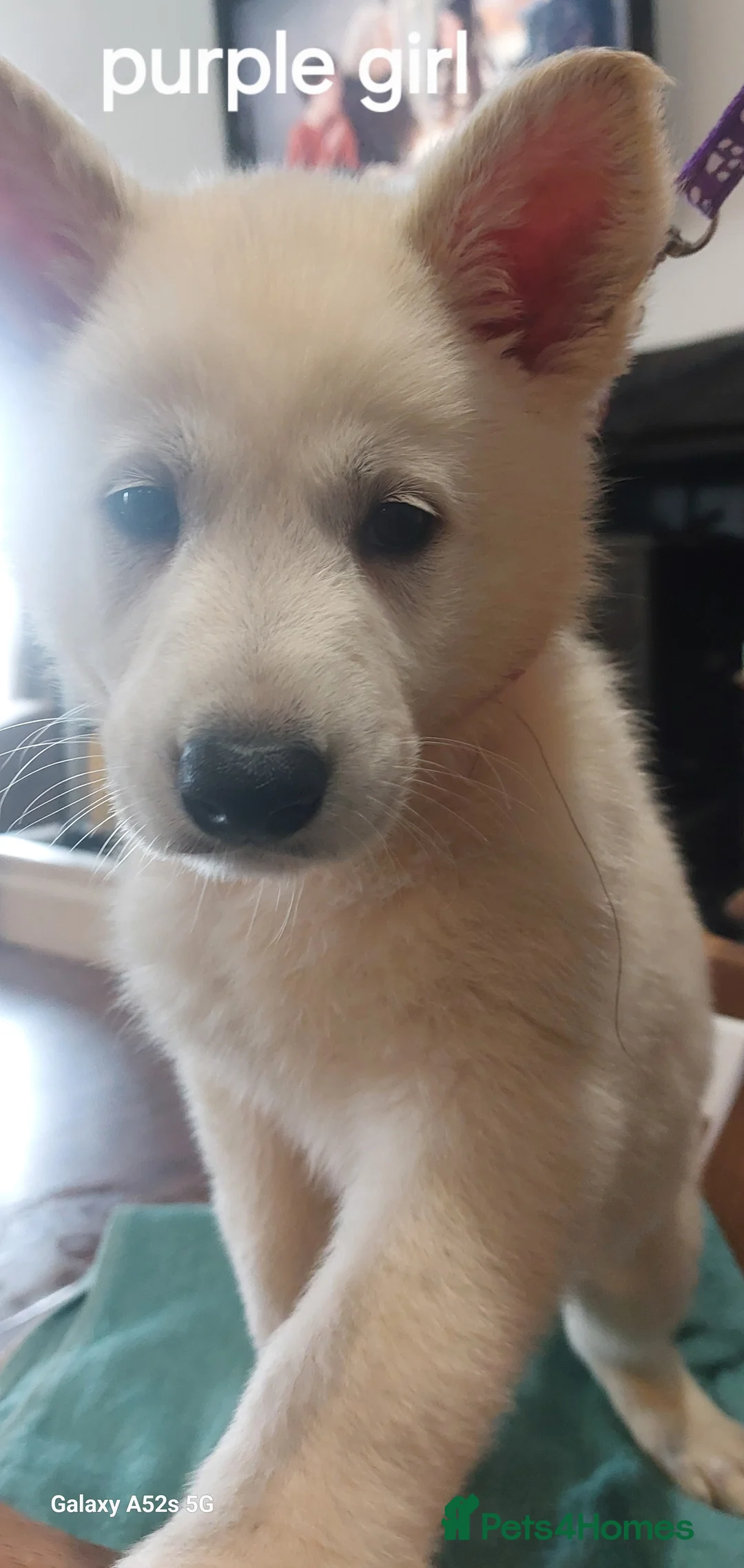 White Swiss Shepherd dogs for sale: Gorgeous white swiss shepherd puppies  - Advert 9