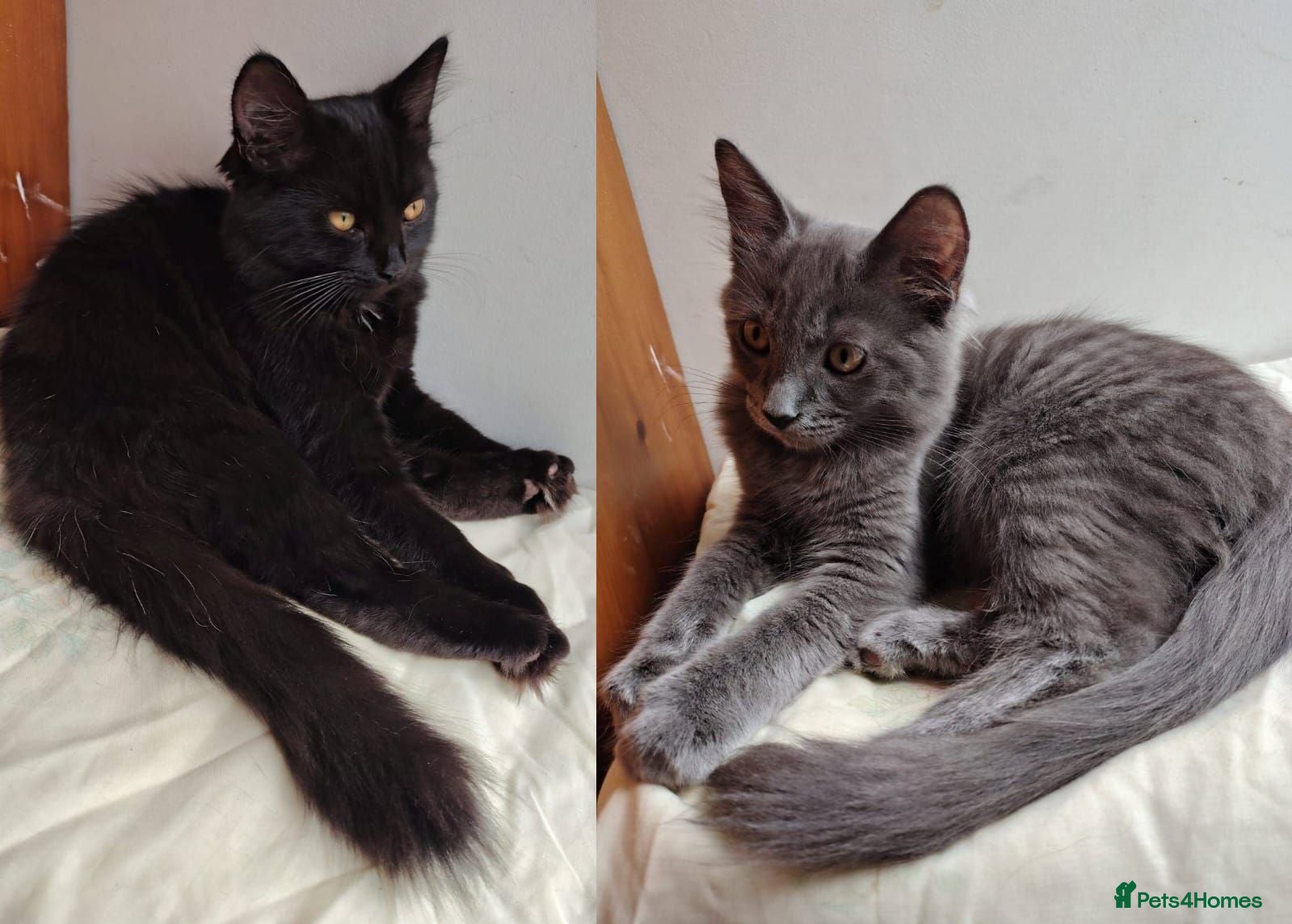 Mixed Breed cats 2 LEFT domestic x ragdoll mix kittens - Advert 6