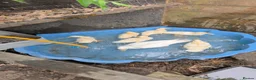 Ducks poultry for sale: Call ducks 6 week old unsexted in Pontefract - Advert 5
