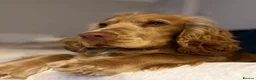 Cocker Spaniel dogs for sale: Gorgeous Show Type Cocker Spaniel Puppies - Advert 11
