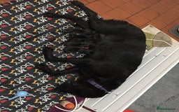Labrador Retriever dogs for stud: Labrador stud dog produces black yellow chocolate - Image 13