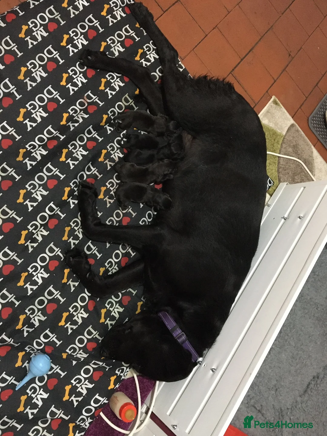 Labrador Retriever dogs for stud: Labrador stud dog produces black yellow chocolate - Advert 12