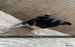 Chihuahua dogs for sale: stunning chihuahua puppies - Image 4