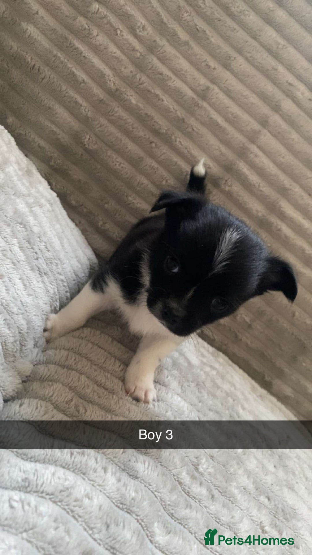 Chihuahua dogs for sale: stunning chihuahua puppies - Image 4