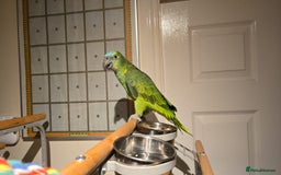 Parrots birds for sale: Stunning Blue Fronted Amazon (Cage included)  - Image 7