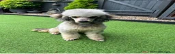 Miniature Poodle dogs for stud: Health Tested, Blue Merle Phantom Miniature Poodle in Middlesbrough - Advert 2