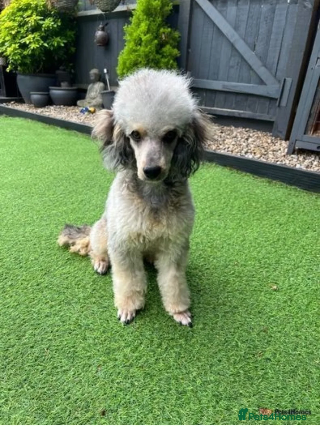Miniature Poodle dogs for stud: Health Tested, Blue Merle Phantom Miniature Poodle in Middlesbrough - Advert 2
