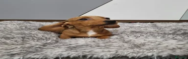Dachshund 2