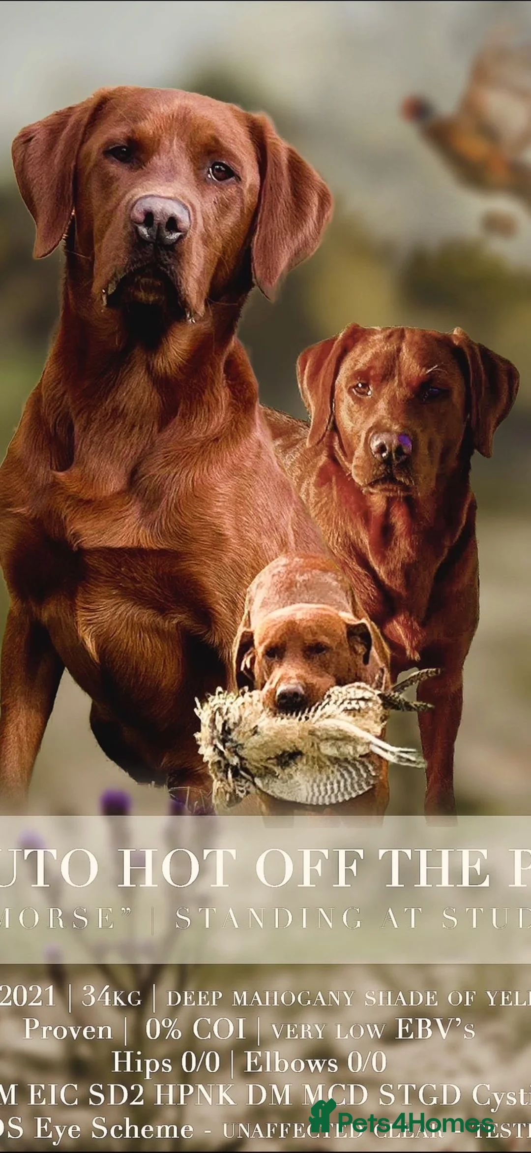 Labrador Retriever dogs for sale: Fully Health Tested Labradors-Waiting list open! - Advert 2