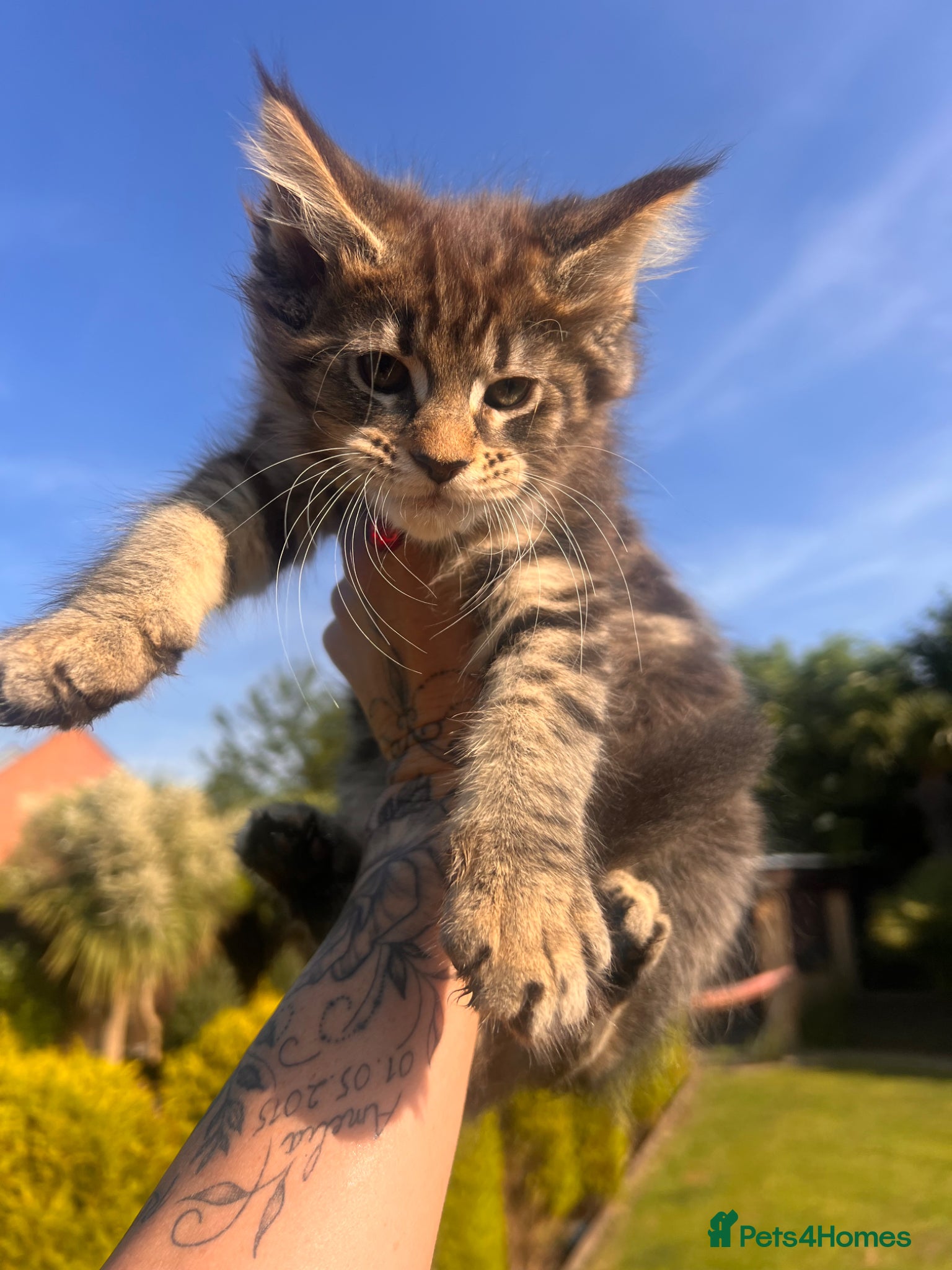 Maine Coon cats ❤️Maine Coon Girls ❤️ - Advert 4