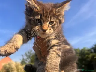 Maine Coon cats ❤️Maine Coon Girls ❤️ - Advert 4