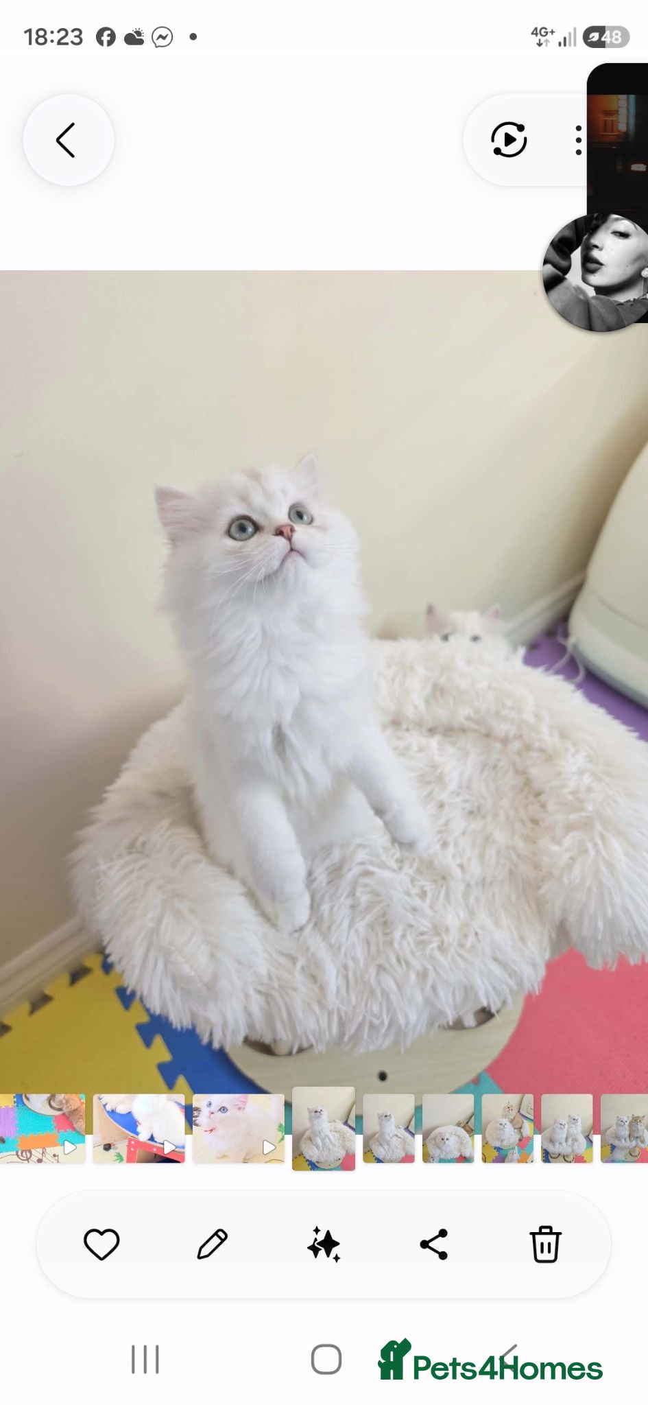 British Longhair cats British Longhair Kittens – Champion Lines ✨ - Advert 2