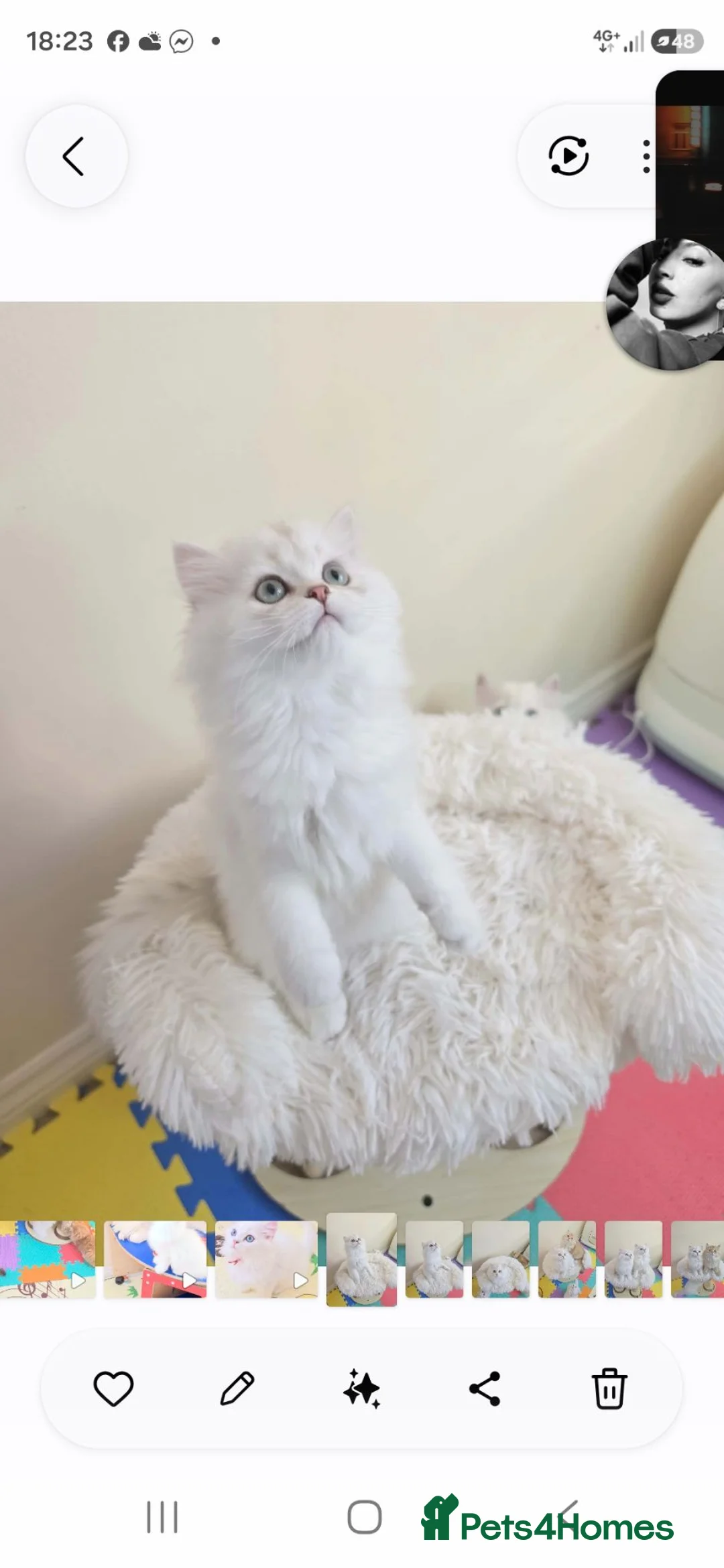British Longhair cats for sale: British Longhair Kittens – Champion Lines ✨ - Advert 2