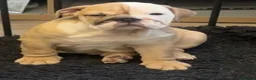 English Bulldog dogs for sale: English bulldogs  - Advert 3