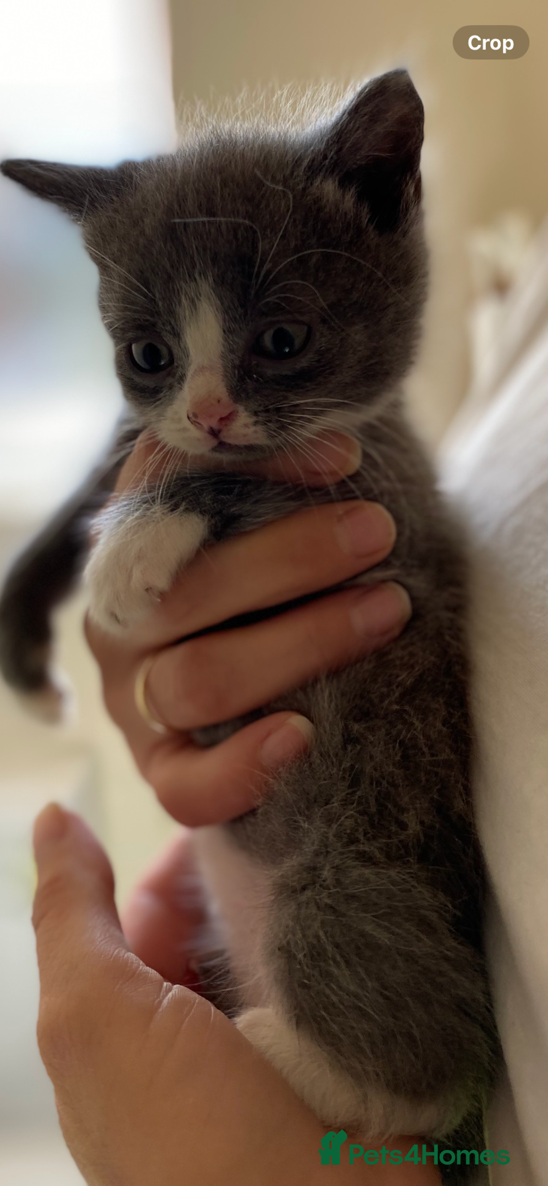 British Longhair cats for sale: 8 fluffy kittens  - Image 5