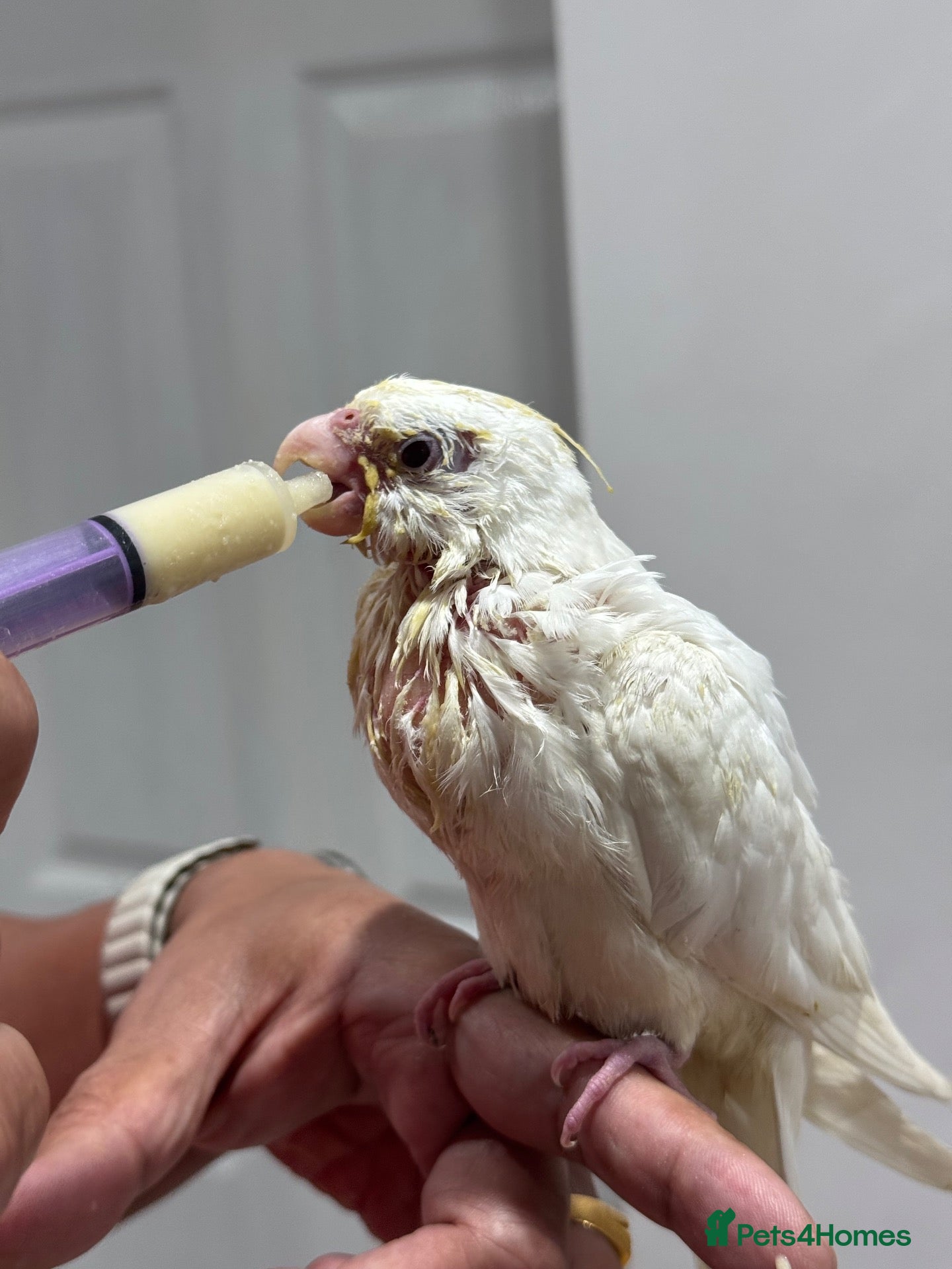 Cockatiels birds Tamed, spoon fed baby cockatail - Advert 1