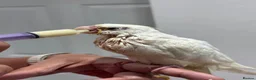 Cockatiels birds for sale: Tamed, spoon fed baby cockatail - Advert 1