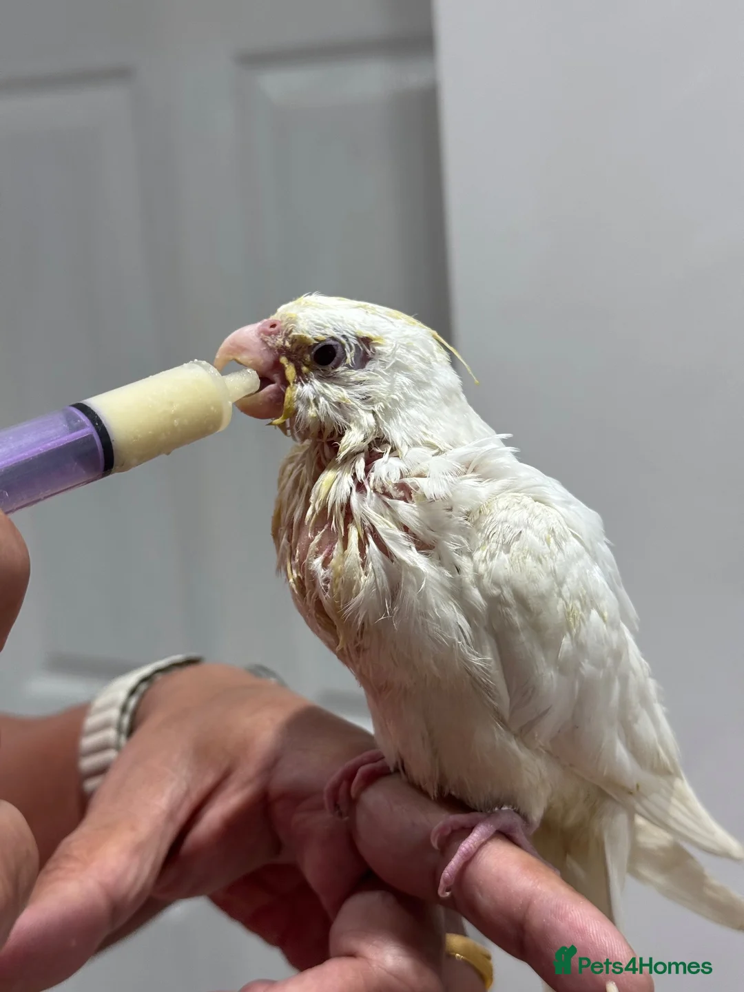 Cockatiels birds for sale: Tamed, spoon fed baby cockatail - Advert 1