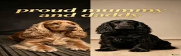 Cocker Spaniel dogs for sale: Pedigree Show Cockers - Advert 7