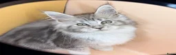 Maine Coon cats for sale: Maine Coons with Tests, Papers, Vet Checks & Vacc. - Advert 1