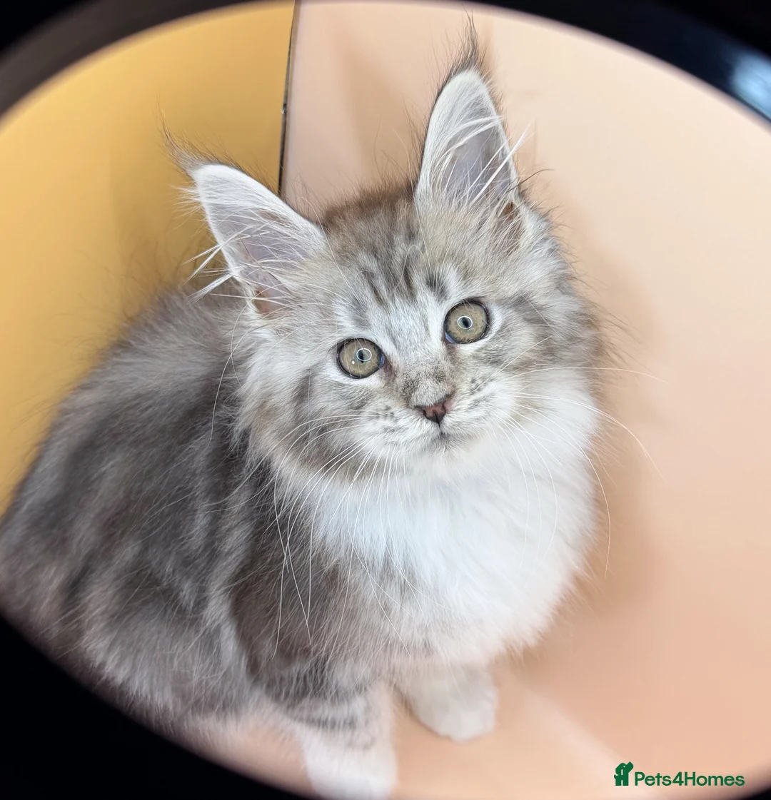 Maine Coon cats for sale: Maine Coons with Tests, Papers, Vet Checks & Vacc. - Advert 1