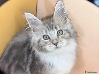 Maine Coon cats Maine Coons with Tests, Papers, Vet Checks & Vacc. - Advert 13