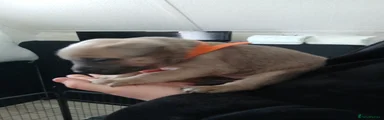  Puppy 2