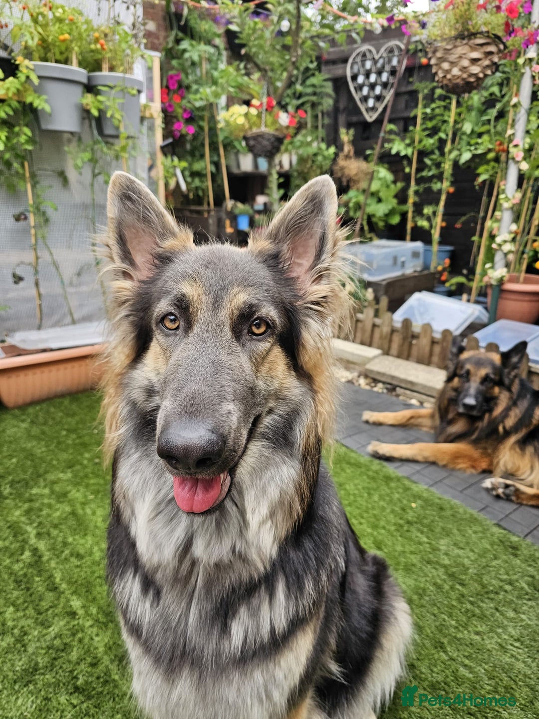 German Shepherd dogs for sale: German sheperd puppies - Image 19
