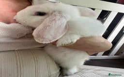 French Lop rabbits for sale: French lop bunny and hutch - Image 2