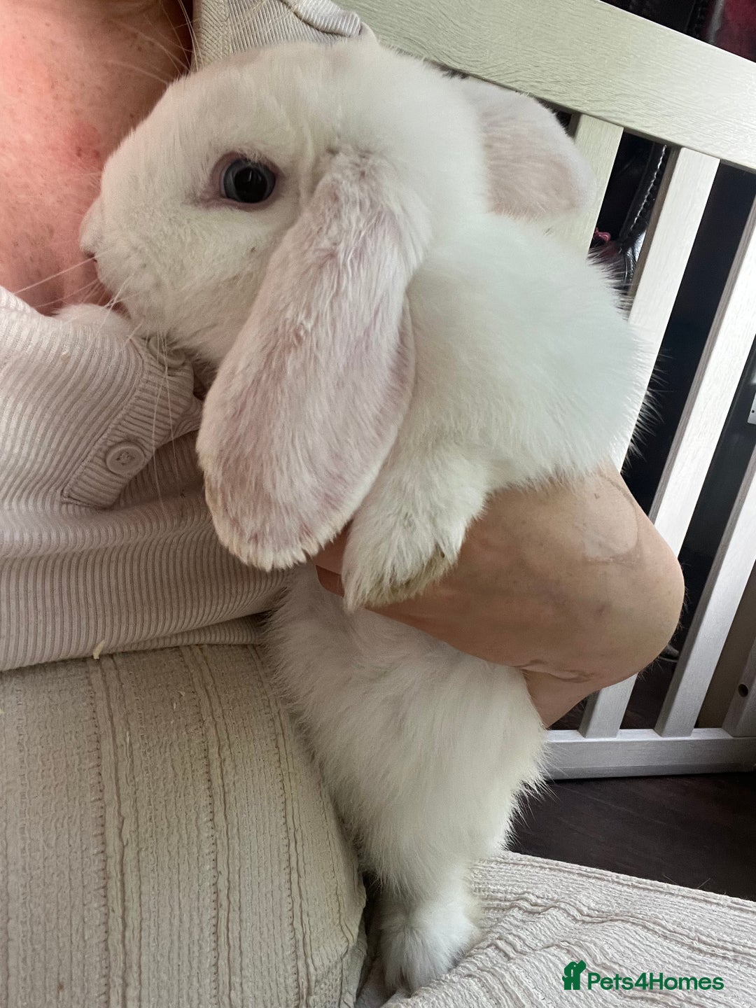 French Lop rabbits for sale: French lop bunny and hutch - Image 2
