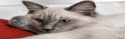 Ragdoll cats for sale: STILL WAITING  - Advert 10
