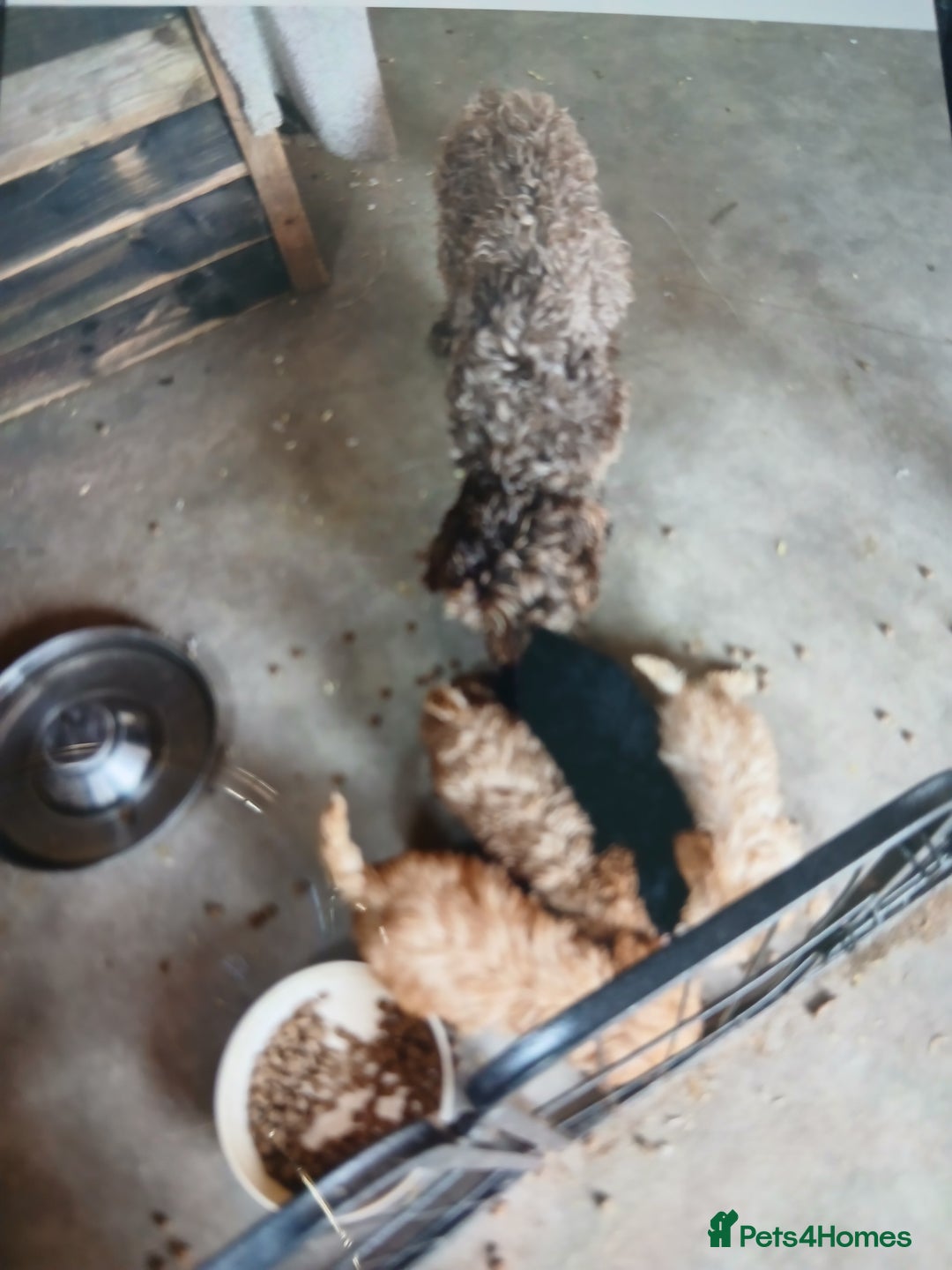 Cockapoo dogs for sale: My small cockpapoo - Image 3