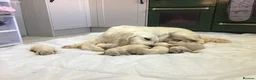Golden Retriever dogs for sale: EXCEPTIONAL SHOW GOLDEN RETREIVER PUPPIES. - Advert 20