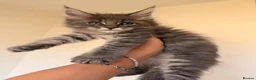 Maine Coon cats for sale: GCCF HealthTested Russian Championline Mainecoons  - Advert 6