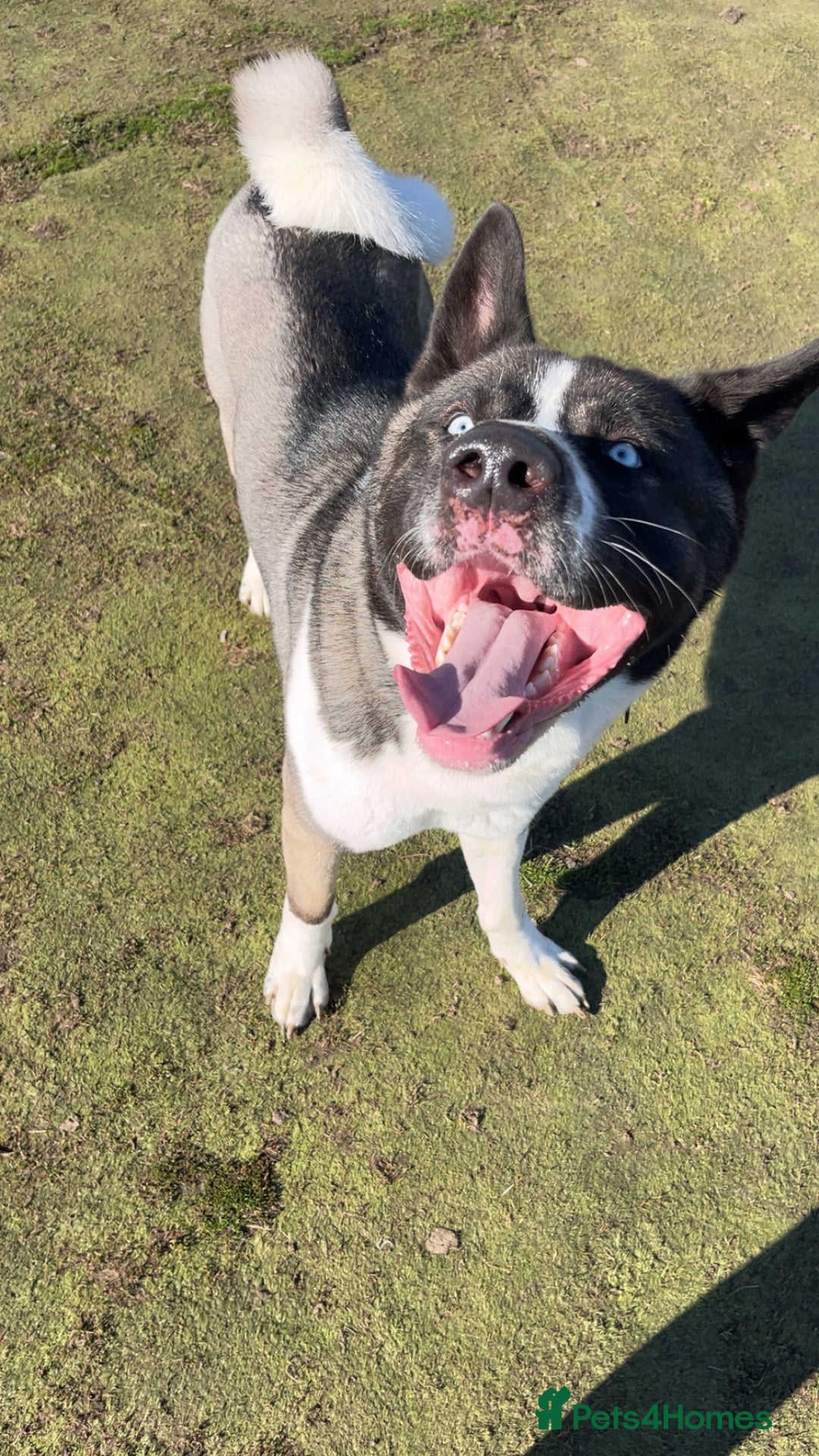 Huskita dogs for sale: 2 year old huskita - Image 4