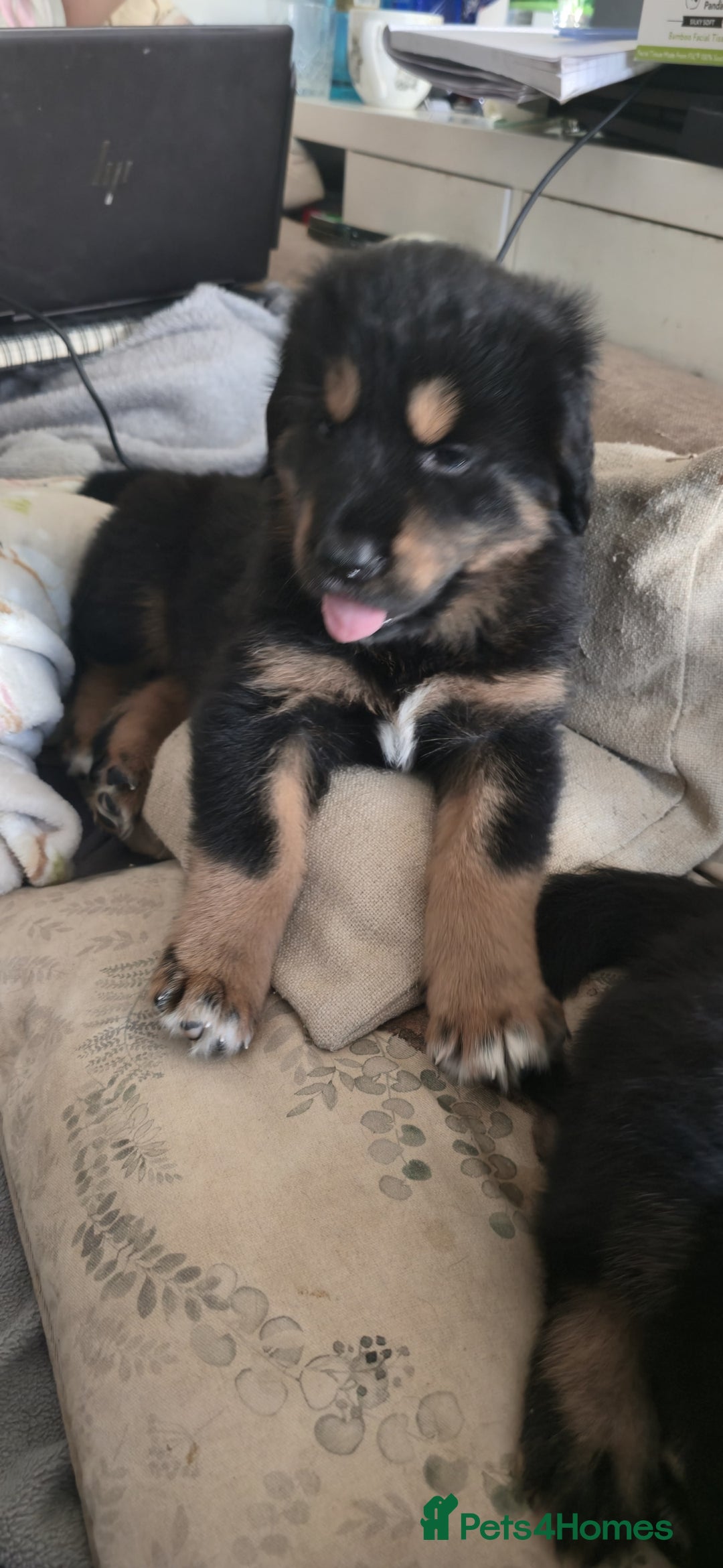 Tibetan Mastiff dogs for sale: Tibetan mastiff puppies  - Advert 12