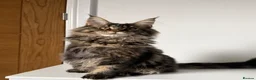 Maine Coon cats for sale: XL Russian Cubs 💙 - Advert 4