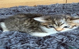 Mixed Breed cats for sale: Mixed kitten - Image 9