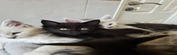 Maine Coon cats for sale: Pedigree TICA Registered Maine Coon Kittens - Advert 15