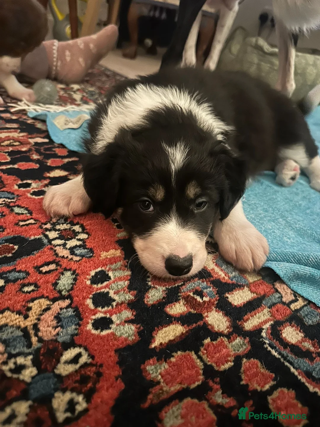 Border Collie dogs for sale: Collie pups - Advert 6