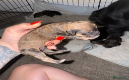 Mixed Breed dogs for sale: Rottweiler cross puppies - Image 4