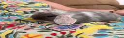 Mixed Breed rabbits for sale: Male rabbits for sale in Sudbury - Advert 4